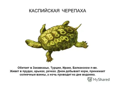 Черепаха, поступающие из своей оболочки и! Скрытие черепахи. Животное  рептилию сток-видео - Видео насчитывающей мило, среда: 204303699