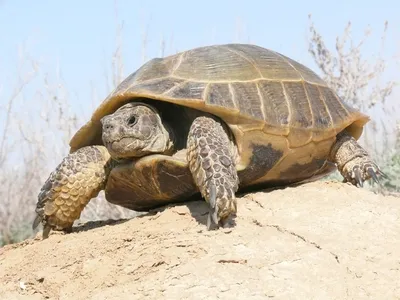 Болотная черепаха (Emys orbicularis).