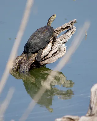 Пресмыкающиеся: черепахи. | Scientific drawing, Cute reptiles, Types of  turtles