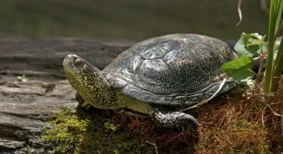 Caspian turtle/Каспийская черепаха🐢☕🐢 - YouTube