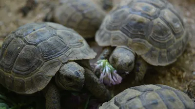 Фотография Европейская болотная черепаха (Emys orbicularis) Пресмыкающиеся  Дагестана. | Фотобанк ГеоФото/GeoPhoto | GetImages Group