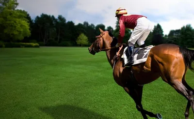 Конный клуб «Western Horse»: катание на лошадях в Петербурге | Завтра в  Питере