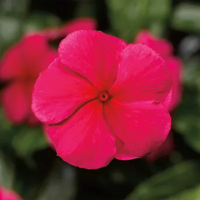 Катарантус Саншторм Ред семена цветов Catharanthus roseus SunStorm Red  100шт \