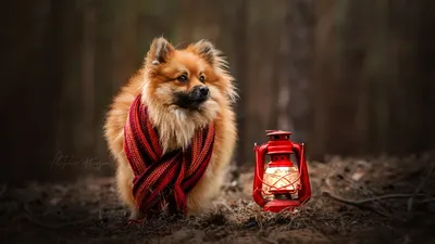 Скачать обои осень, собака, шарф, фонарь, боке, Шпиц, Екатерина Кикоть,  раздел собаки в разрешении 1366x768