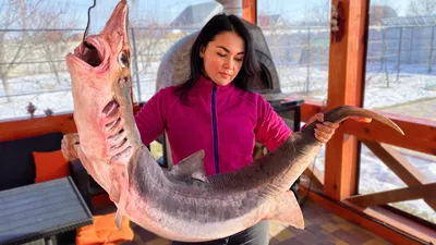 Акулы в Азовском море: водятся ли здесь акулы и откуда эти слухи? | Пикабу