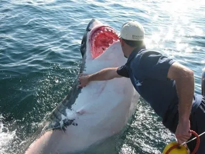 Fried 15kg of SHARK on the Grill! Recipe for a Delicious Shark Kebab Katran  - YouTube