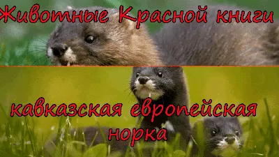 Красная книга России от Великий Немой за 09 марта 2016 на Fishki.net