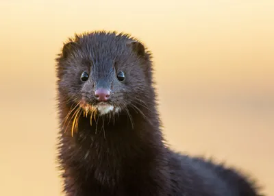 European Mink (Mustela lutreola) · iNaturalist