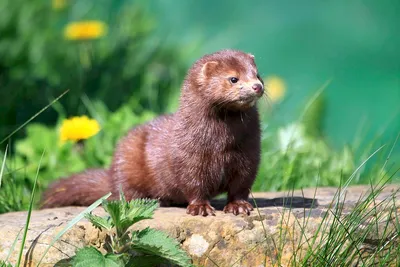 European Mink (Mustela lutreola) · iNaturalist