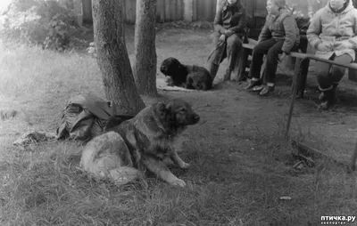 Записки заводчика. С чего все начиналось (1). — обсуждение в группе \