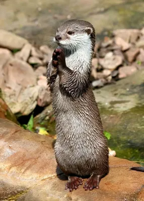 Друзья Кавказского заповедника on Instagram: \"Выдра кавказская. Lutra lutra  meridionalis (лат. Ognev) Очень редкий и малоизученный хищник на Кавказе.  Обитает по берегам водотоков, рек, озёр и прудов. Не поднимается выше 2500  метров.