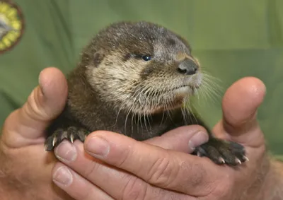 Файл:Otter at London Zoo.jpg — Википедия