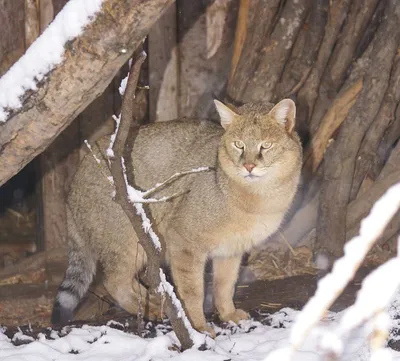 Кавказский камышовый кот (8 фото) » Невседома - жизнь полна развлечений,  Прикольные картинки, Видео, Юмор, Фотографии, Фото, Эротика.  Развлекательный ресурс. Развлечение на каждый день