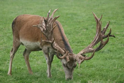 гон Кавказского благородного оленя (Cervus elaphus maral