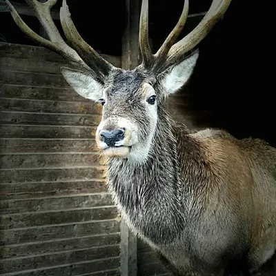 Фотография Благородный олень (Cervus elaphus) Кавказский государственный  биосферный заповедник | Фотобанк ГеоФото/GeoPhoto | GetImages Group