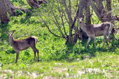 Крымский благородный олень 🦌 | Крым Дзен | Дзен