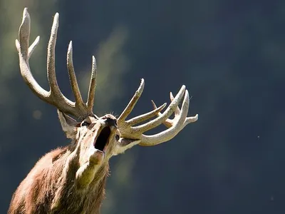 Фотография Благородный олень (Cervus elaphus) Кавказский государственный  биосферный заповедник | Фотобанк ГеоФото/GeoPhoto | GetImages Group