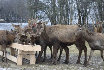 Благородный олень (Cervus elaphus) - Природный парк Олений