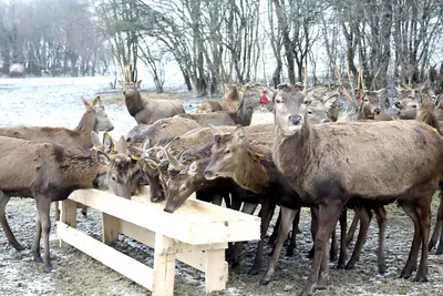 В Пятигорский вуз «поступил» кавказский благородный олень - KP.RU