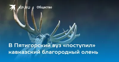 Тегеран-Ереван транзит: благородные олени попали в Армению