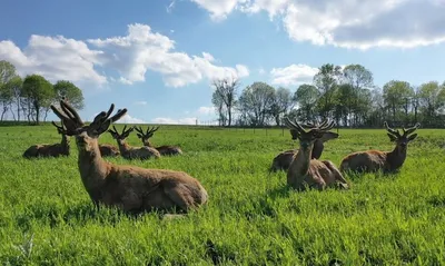 Благородный олень (Cervus elaphus) - Природный парк Олений