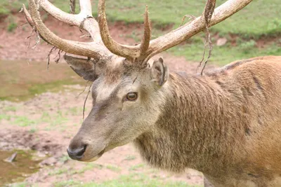 Крымский благородный олень 🦌 | Крым Дзен | Дзен