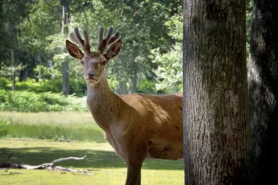 Фотография Благородный олень (Cervus elaphus) Кавказский государственный  биосферный заповедник | Фотобанк ГеоФото/GeoPhoto | GetImages Group