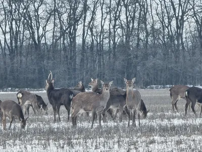 🦌 Охота на оленей: северного, благородного, пятнистого – GetHunt