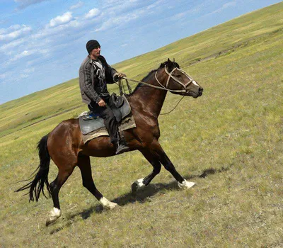 В казахской лошади сохранилась дикая кровь