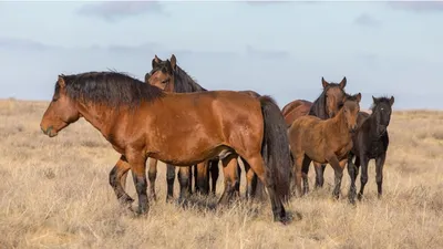 Kazakh horses in the steppes of Kazakhstan. The video is 360 degrees. -  YouTube