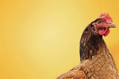 Садовая фигура \"Курица с цыплятами\" 41х32см — купить в Казани по цене 629,0  руб за на СтройПортал
