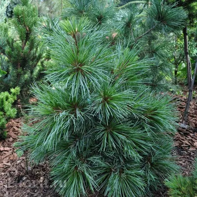 Кедр дальневосточный Pinus koraiensis можно купить недорого с доставкой в  питомнике Любвитский