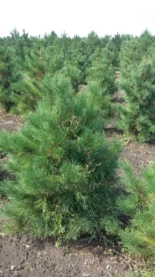 Кедр сибирский (Pinus sibirica) - цены, фото и описание | Купить саженцы  для посадки с доставкой почтой в питомнике ДивоСад-СПб