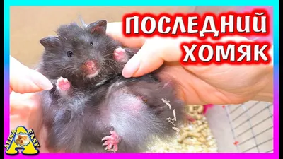 Содержание и уход за хомяком дома: как выбрать клетку, как кормить, как  приручить