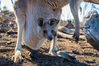 Несколько фактов, почему кенгуру не такие милые звери, какими кажутся на  первый взгляд | Пикабу