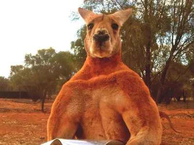 NEWSru.com :: Десятки тысяч голодных кенгуру заполонили крупные города  Австралии в поисках пропитания (ФОТО, ВИДЕО)