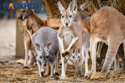 Kangaroo Fact Sheet | Blog | Nature | PBS