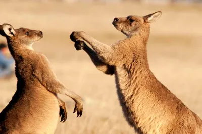 Австралия должна отстреливать кенгуру, чтобы они не умерли с голода | Пикабу