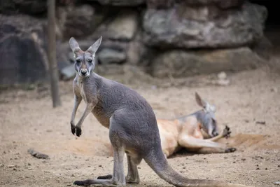 Австралийский серый кенгуру с младенцем/joey в мешке Стоковое Изображение -  изображение насчитывающей символ, скиппи: 25807865