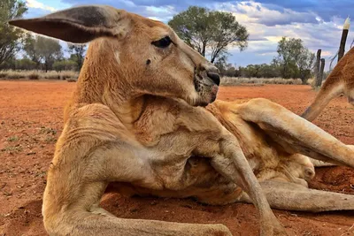 В Австралии умер \"самый мускулистый в мире\" кенгуру - Российская газета