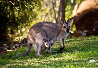 Australia Charges Man Filmed Brutally Killing a Kangaroo With a Hunting  Knife