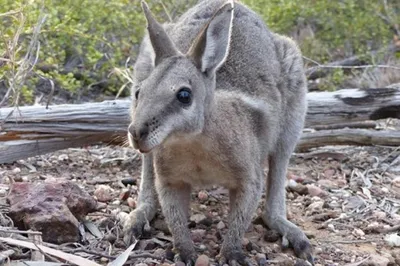 Australia loves its kangaroos so much it sets annual quotas to kill them |  CNN