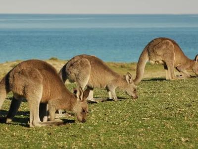 To Save Australia's Ecosystem, Ecologists Say Eat Kangaroos | Smart News|  Smithsonian Magazine