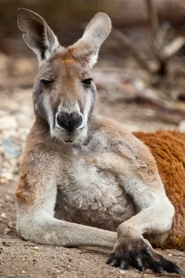 Kangaroo facts and photos