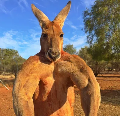 5 интересных фактов о символе Австралии — кенгуру | Интересные факты | Дзен