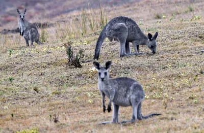 Kangaroo Island Australia Photos, Images and Pictures