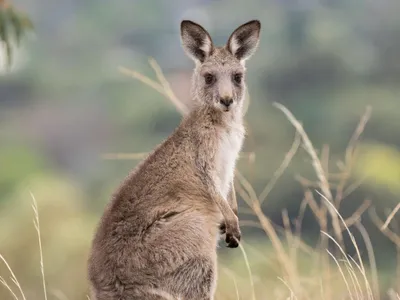 Полсотни злых кенгуру заполонили город в Австралии и нападают на людей