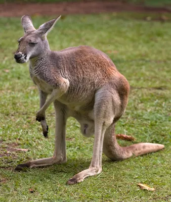 Австралия должна отстреливать кенгуру, чтобы они не умерли с голода | Пикабу