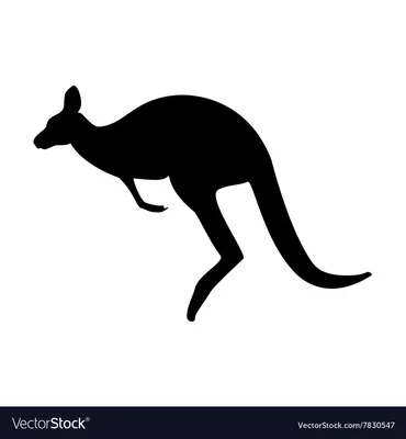 Kangaroo - Wikipedia