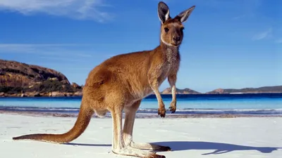 Eastern Grey Kangaroo (Macropus giganteus) mother with joey, Australia Wall  Art, Canvas Prints, Framed Prints, Wall Peels | Great Big Canvas
